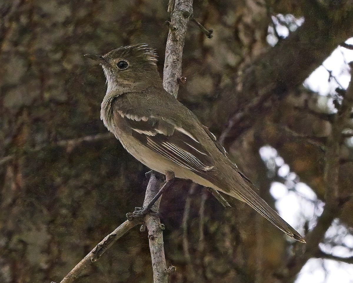 White-crested Elaenia - ML615123309