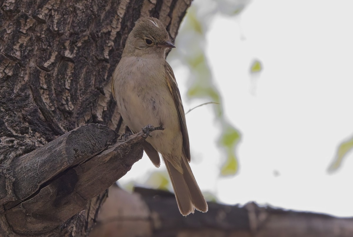 White-crested Elaenia - ML615123311