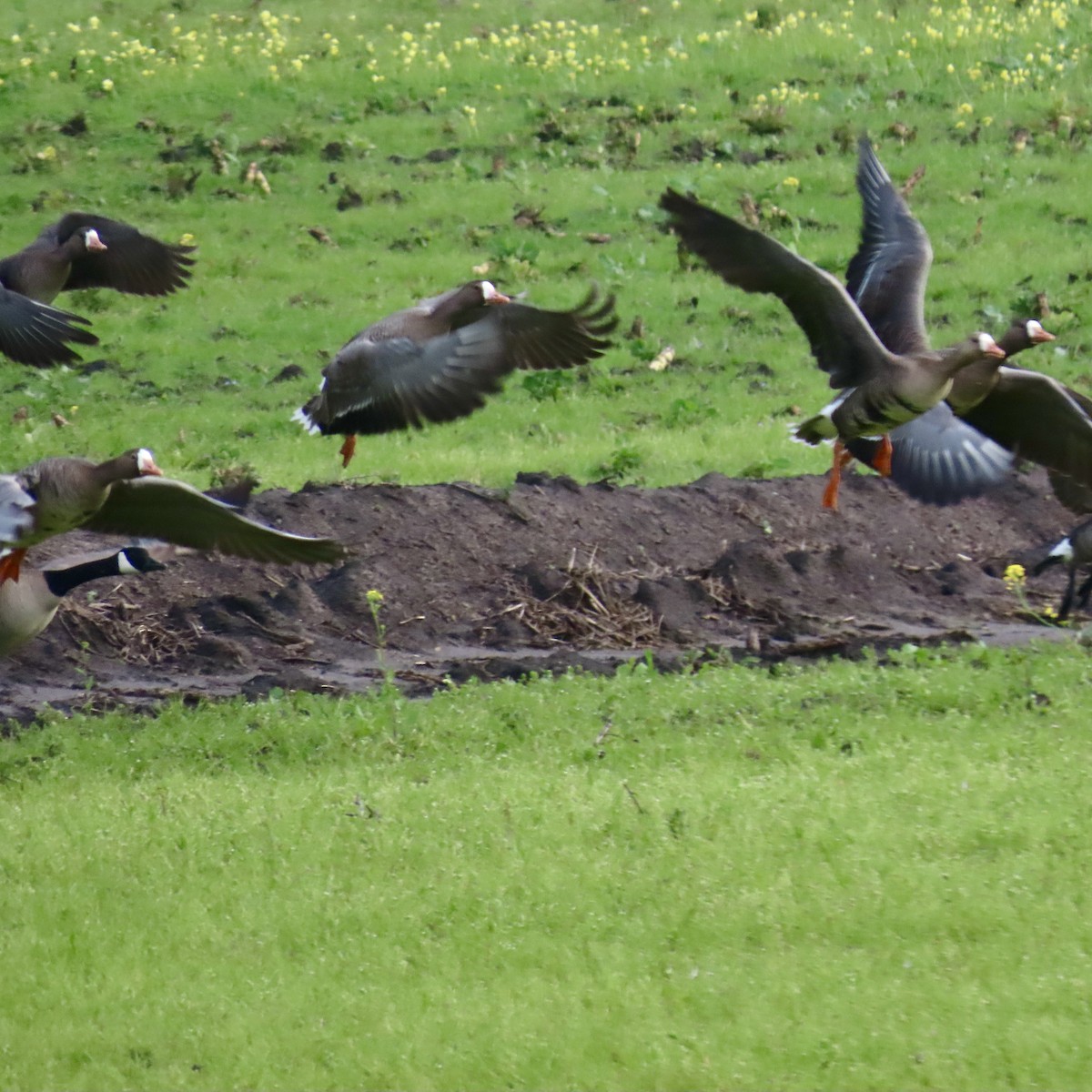 Greater White-fronted Goose - ML615123314