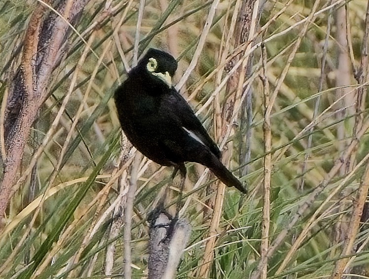 Spectacled Tyrant - ML615123333