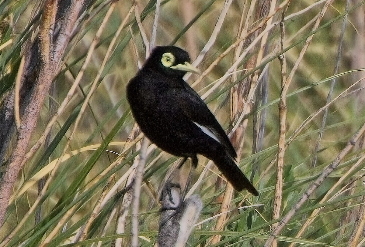 Spectacled Tyrant - ML615123335