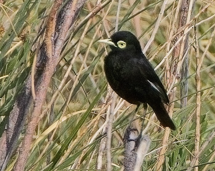 Spectacled Tyrant - ML615123336
