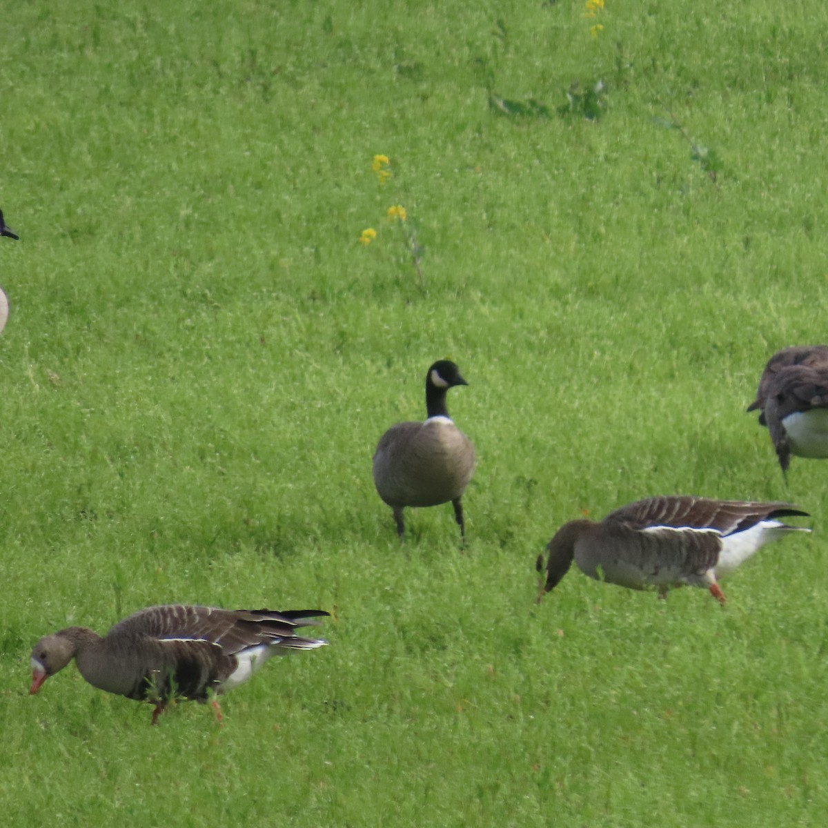 Greater White-fronted Goose - ML615123344