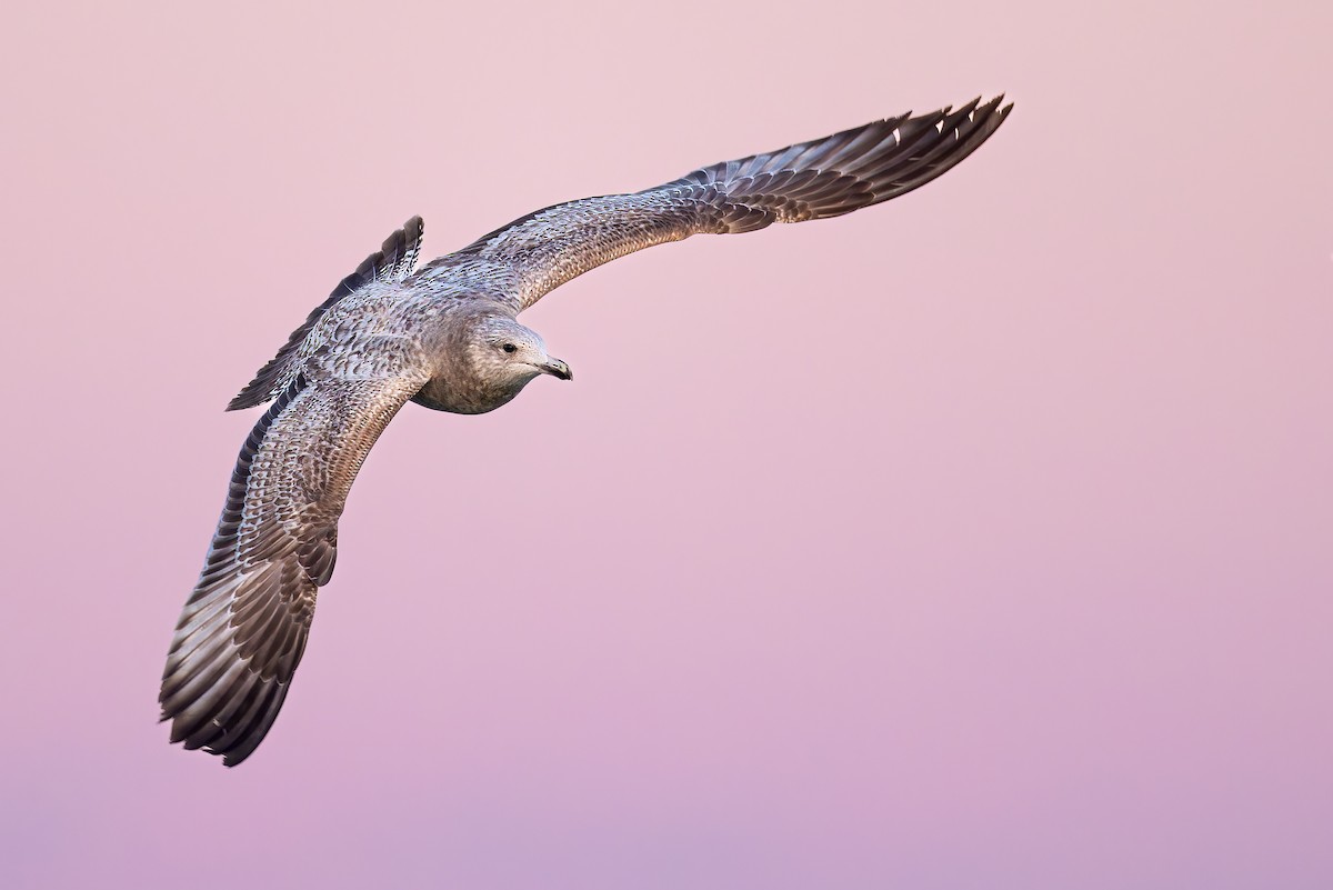 American Herring Gull - ML615123352