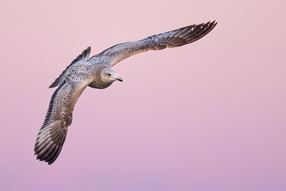 Herring Gull - ML615123352