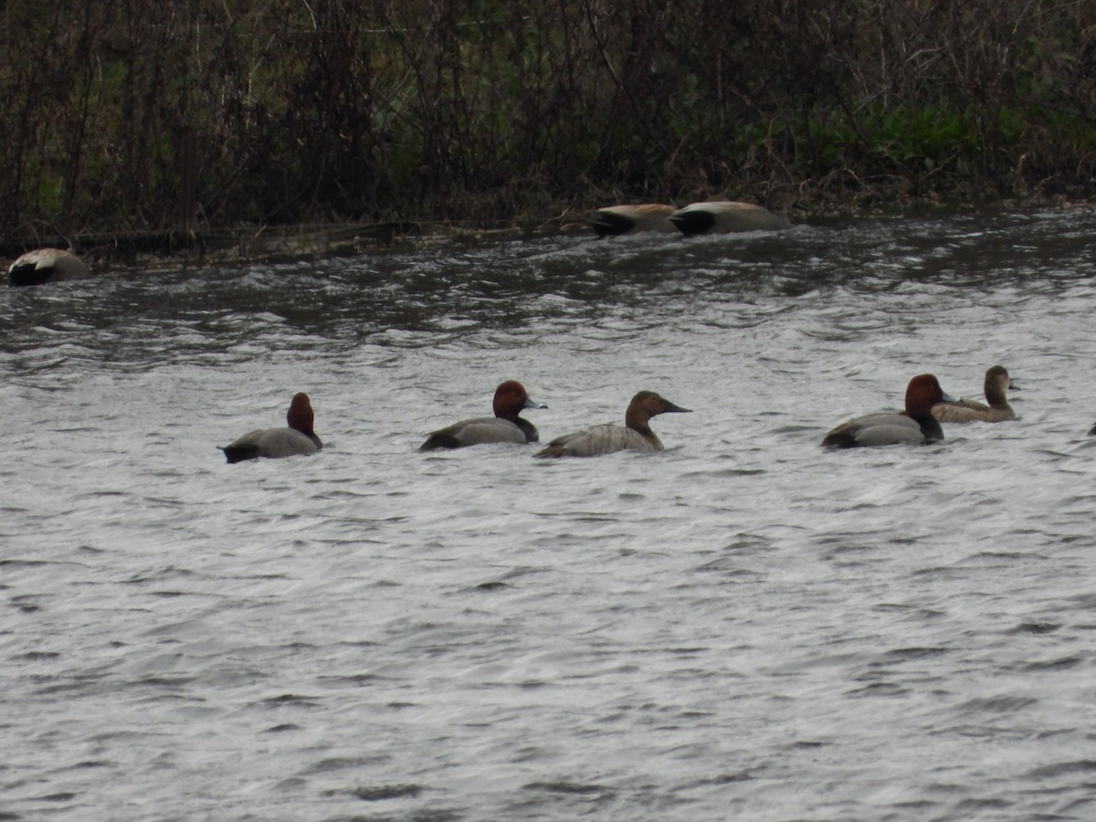 Canvasback - ML615123368