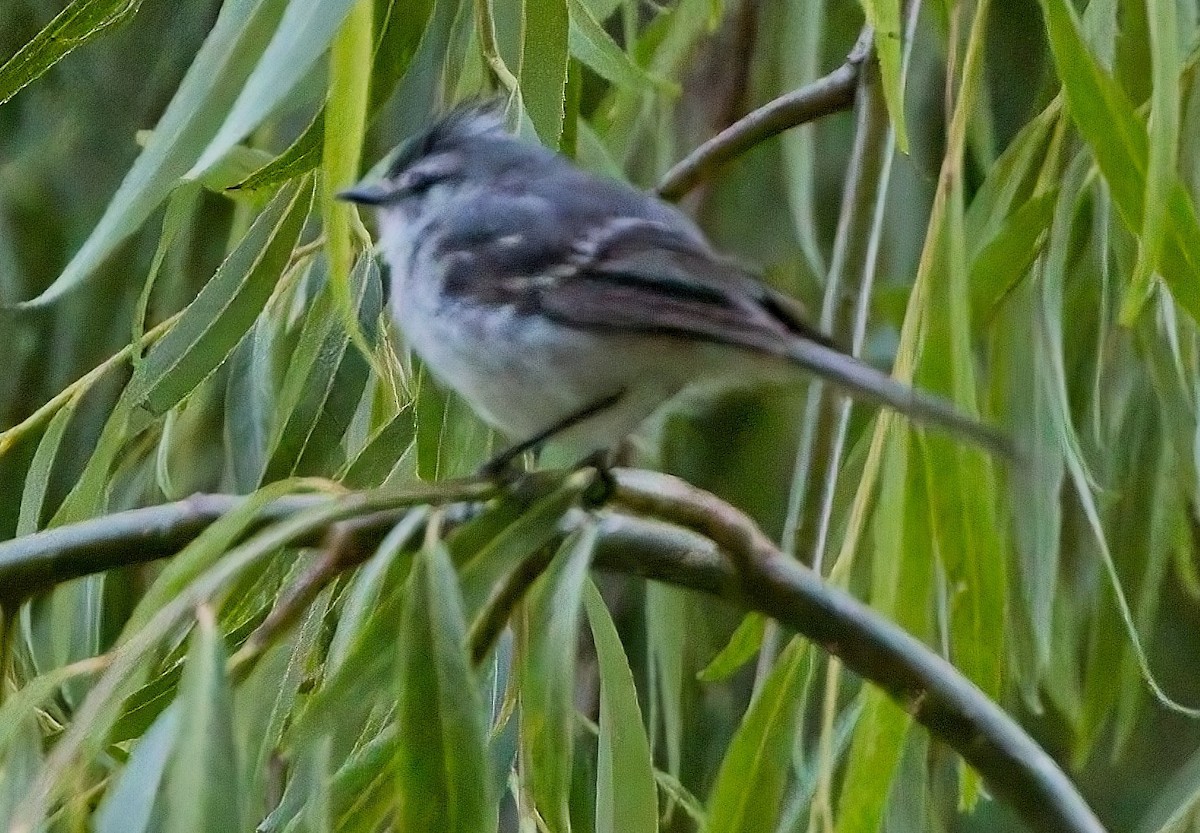 White-crested Tyrannulet - Blair Bernson