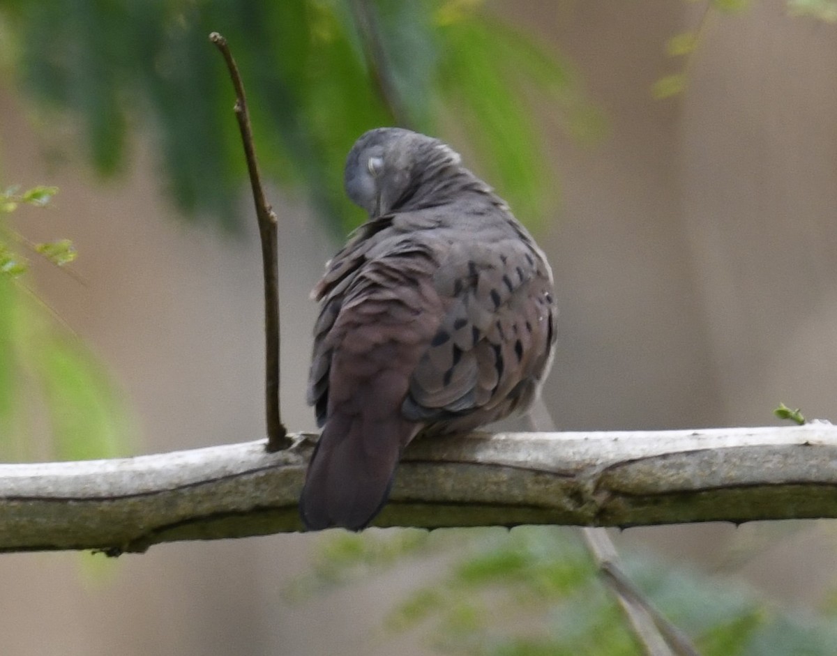 Ruddy Ground Dove - ML615123374