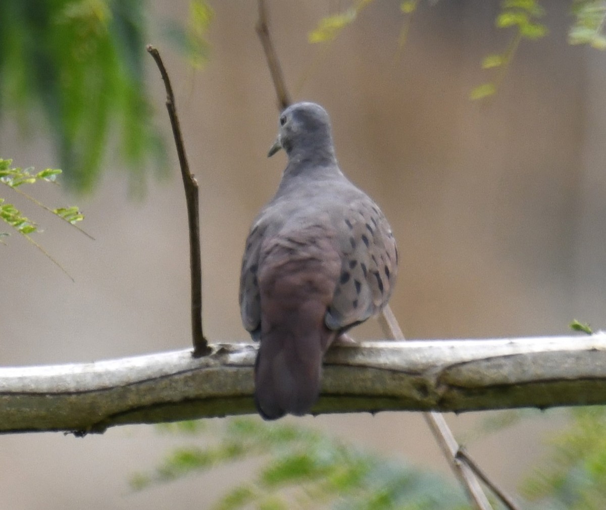 Ruddy Ground Dove - ML615123375