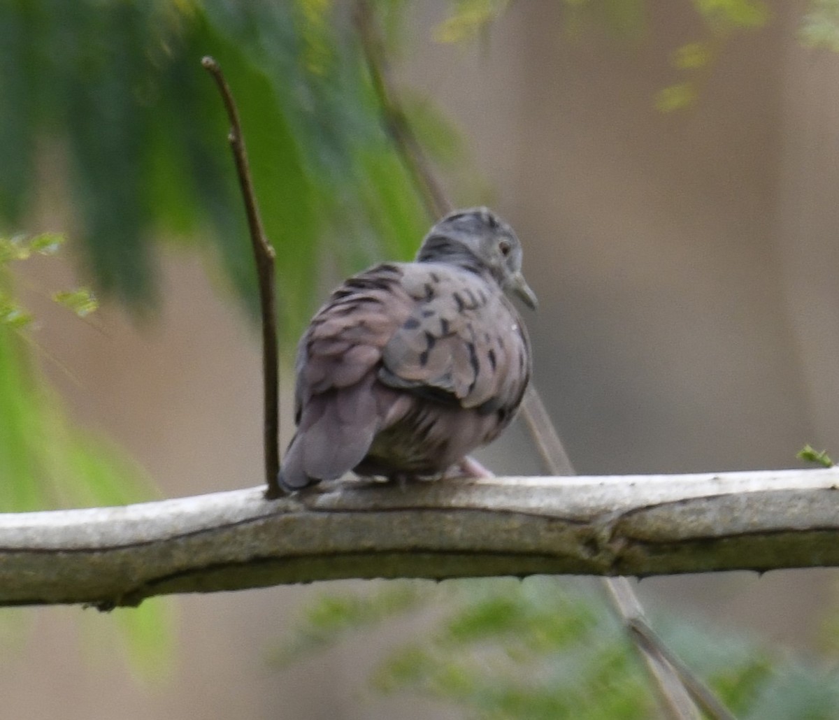 Ruddy Ground Dove - ML615123377