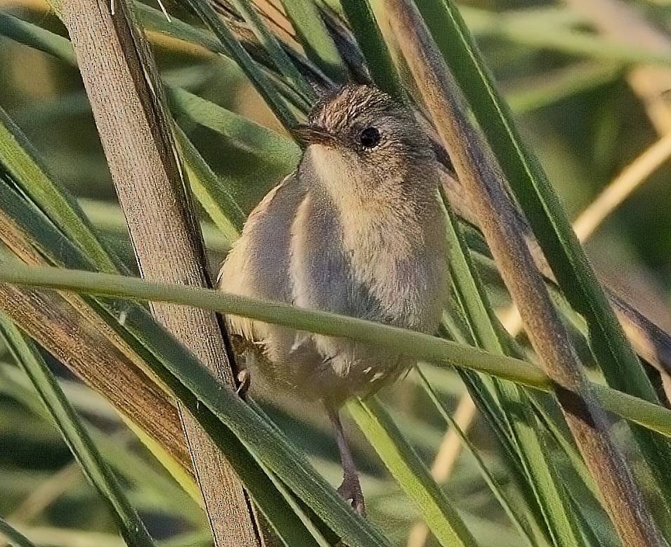 Grass Wren - Blair Bernson