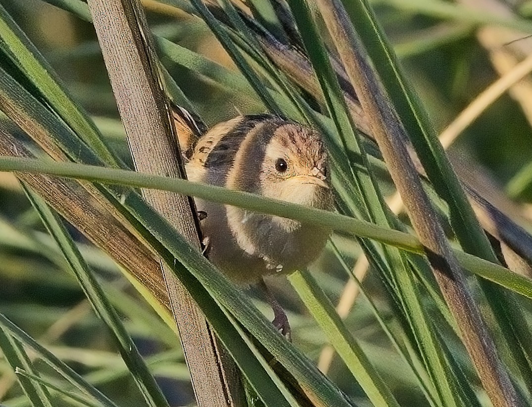 Grass Wren - ML615123384