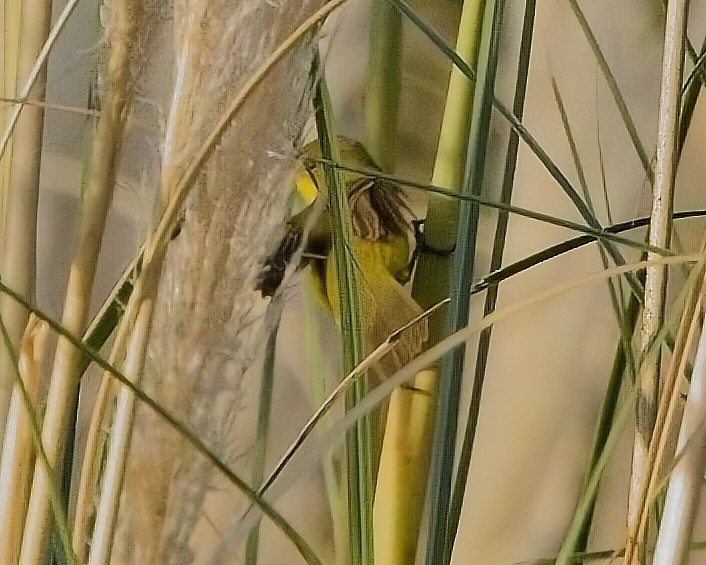 Southern Yellowthroat - Blair Bernson