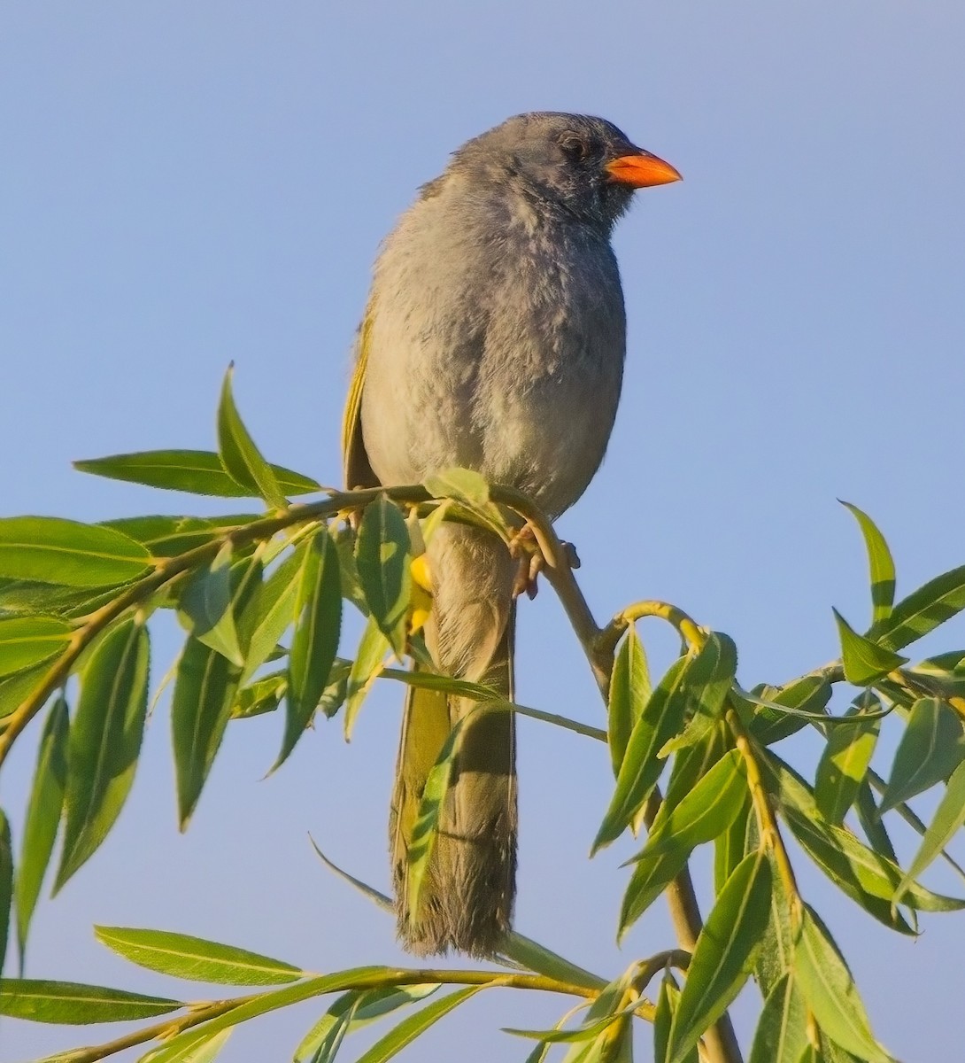 Great Pampa-Finch - ML615123403