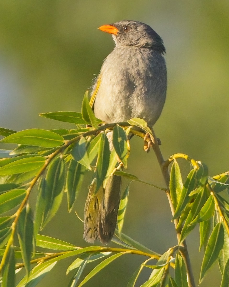 Great Pampa-Finch - Blair Bernson