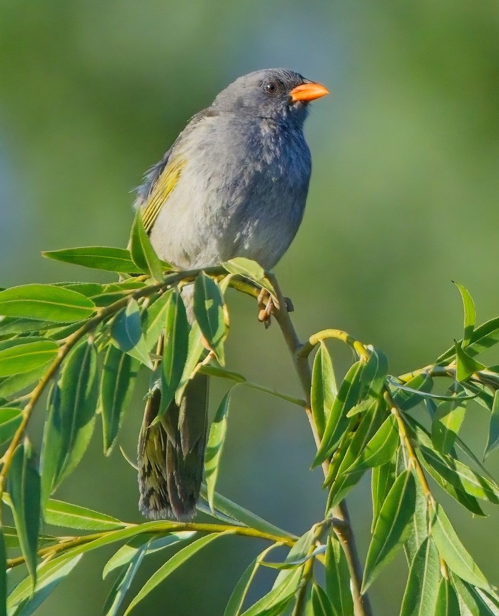 Great Pampa-Finch - Blair Bernson