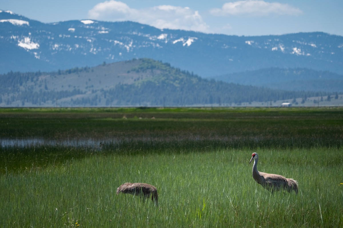 עגור קנדי - ML615123409