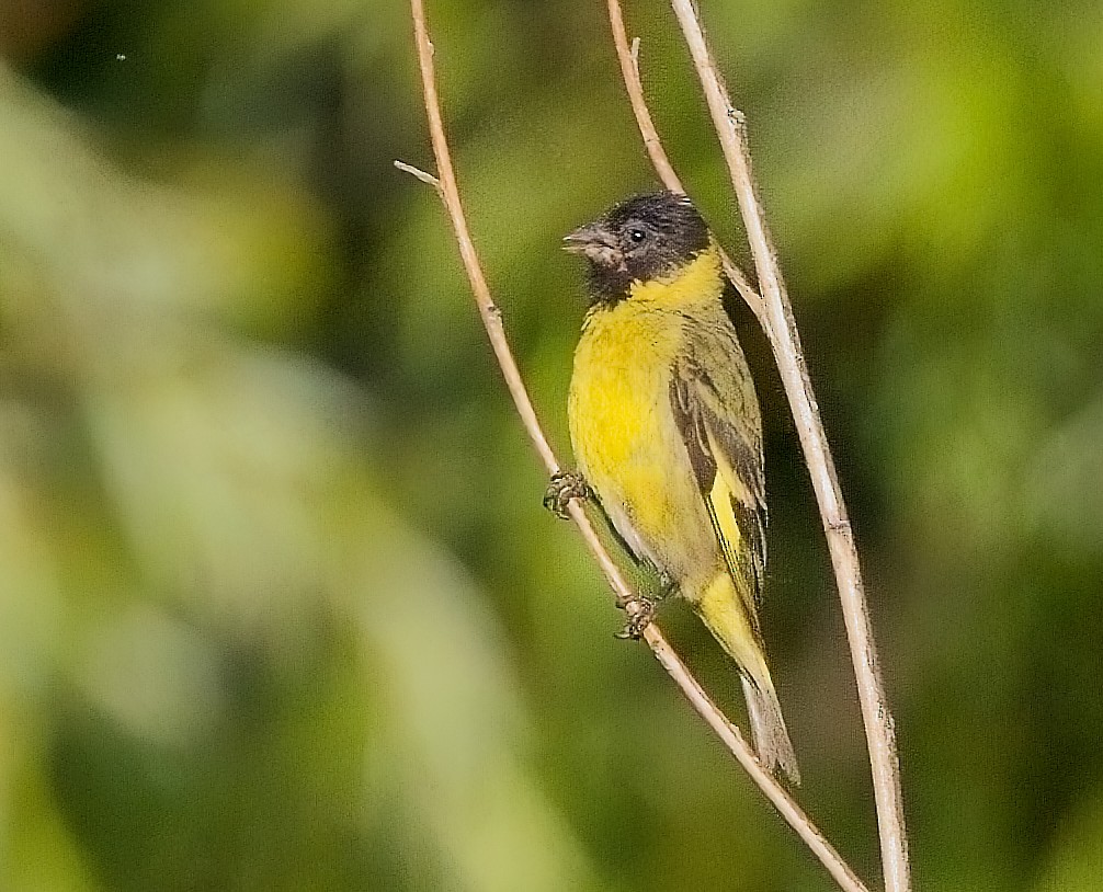 Hooded Siskin - ML615123415