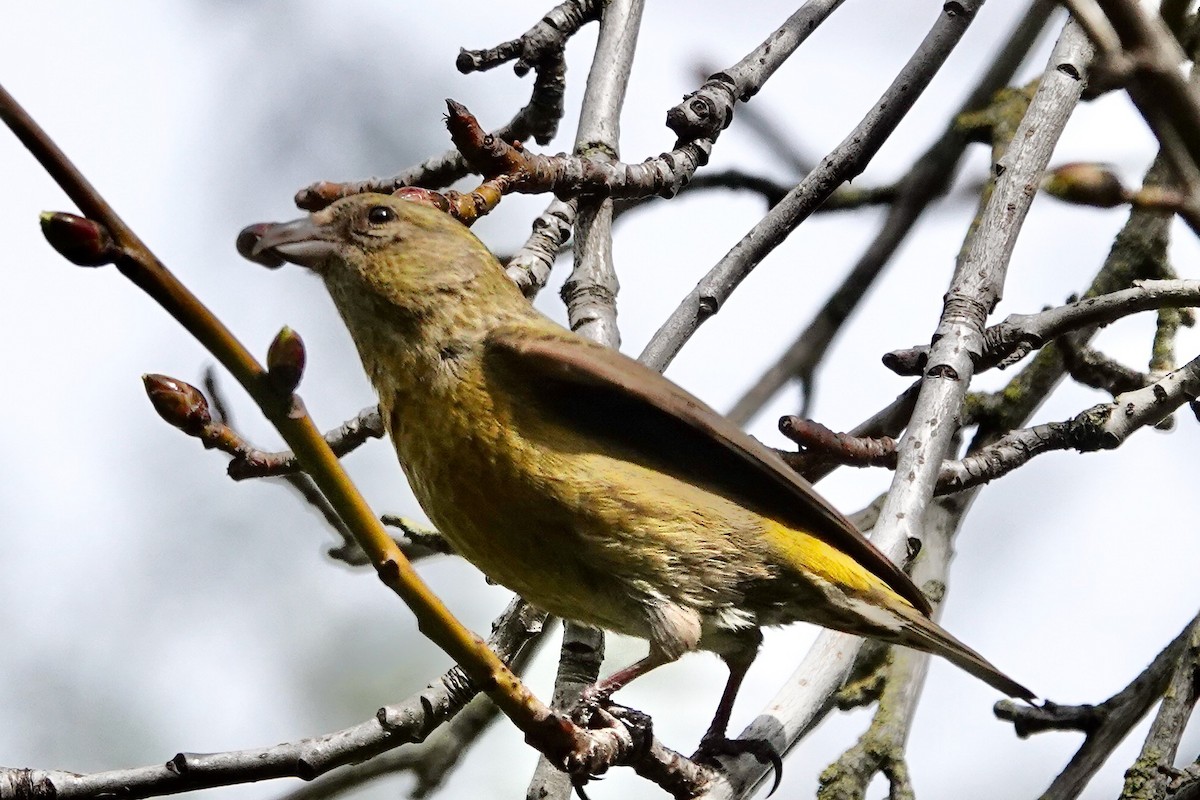 Red Crossbill - ML615123456