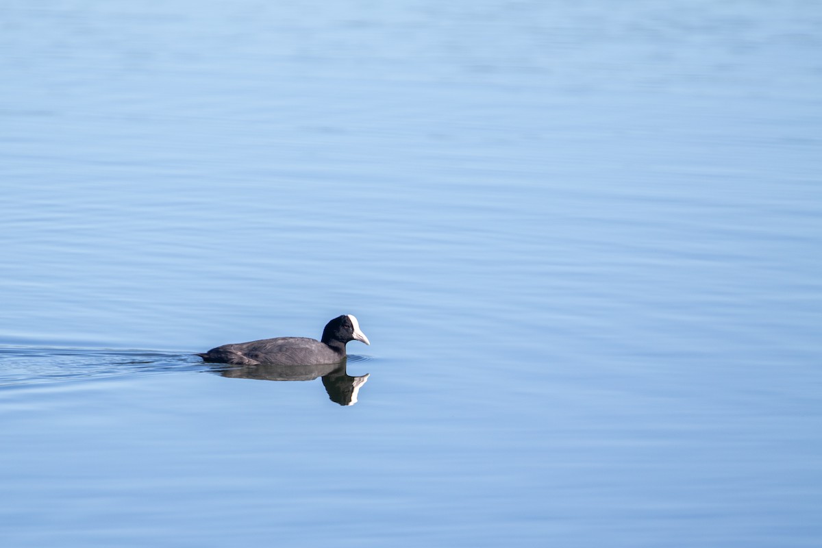 Hawaiian Coot - Jason Hummelt