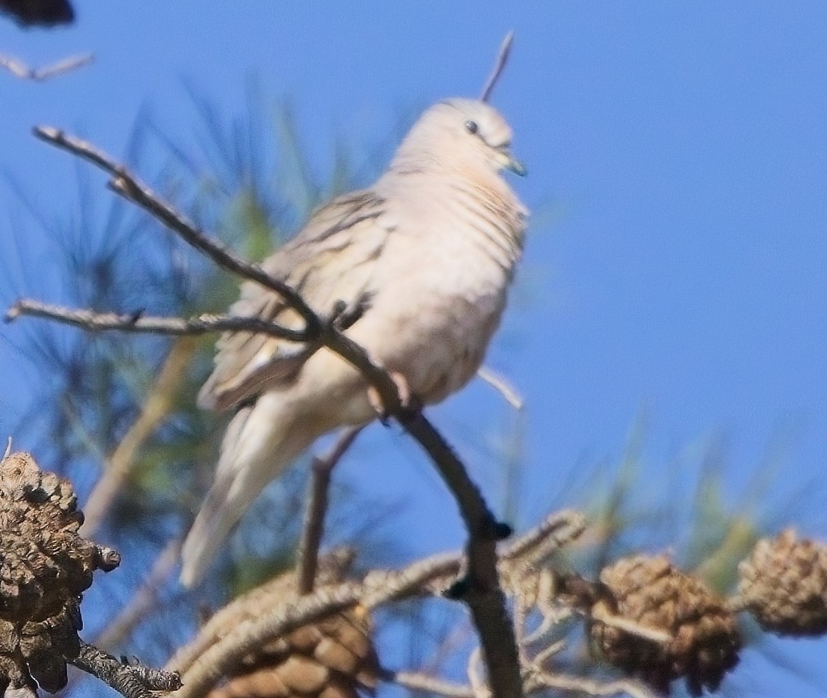 Picui Ground Dove - Blair Bernson