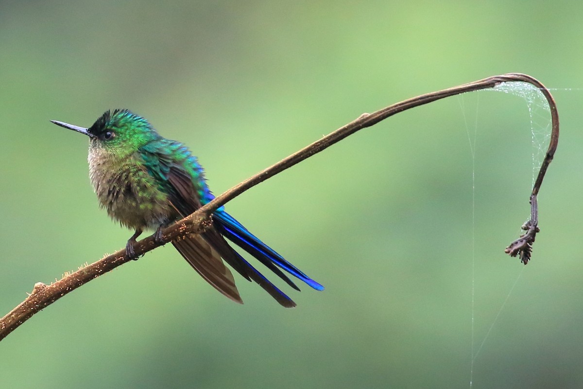Violet-tailed Sylph - ML615123555