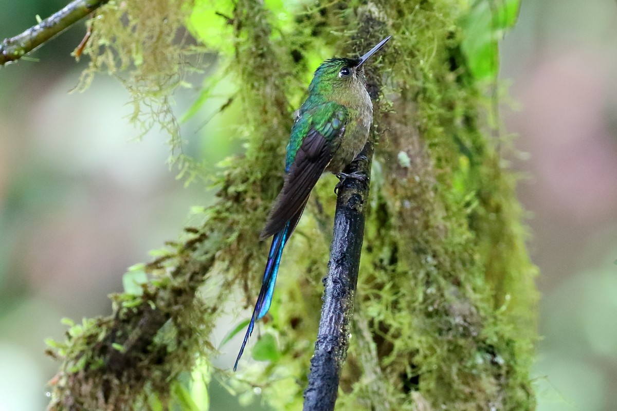 Violet-tailed Sylph - ML615123556