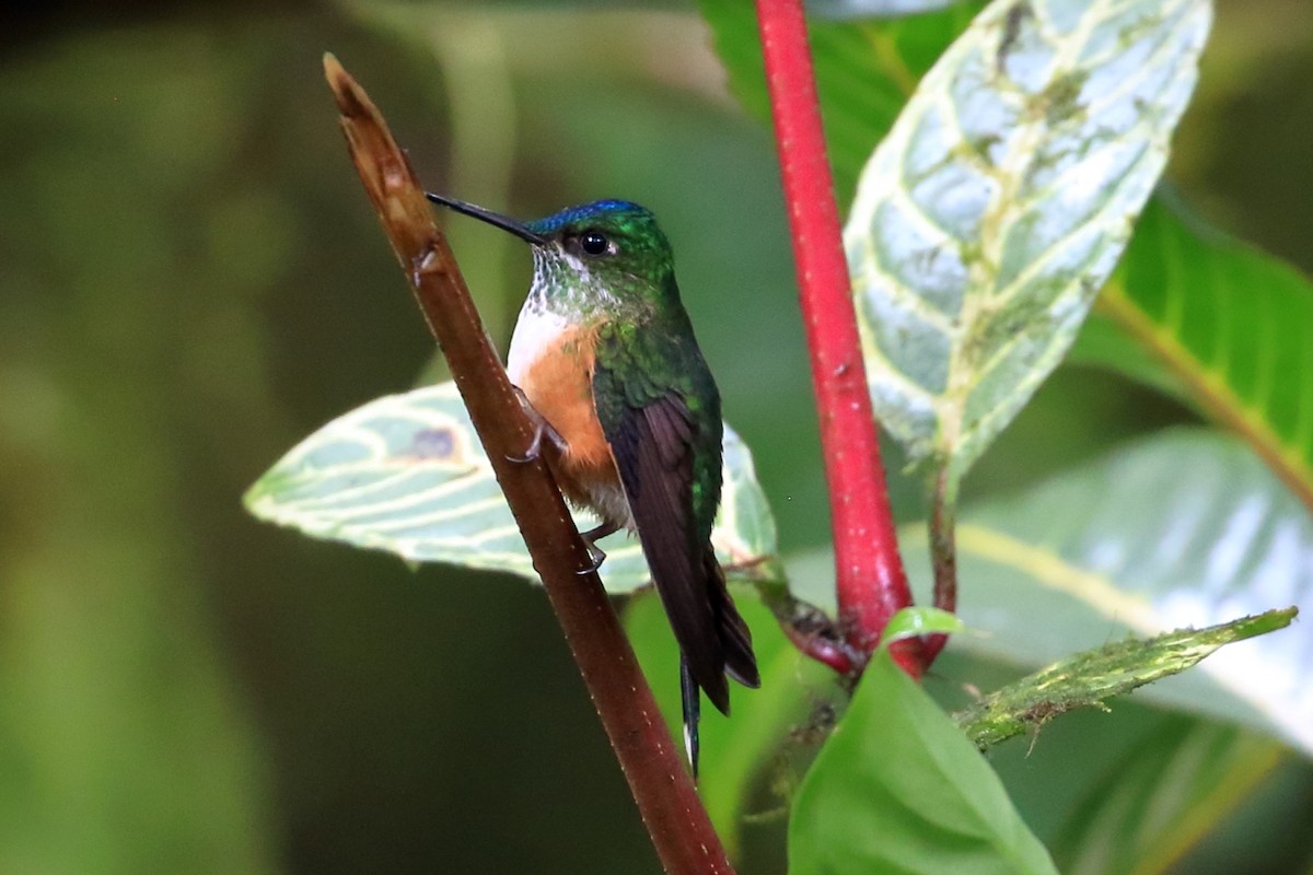 Violet-tailed Sylph - ML615123557