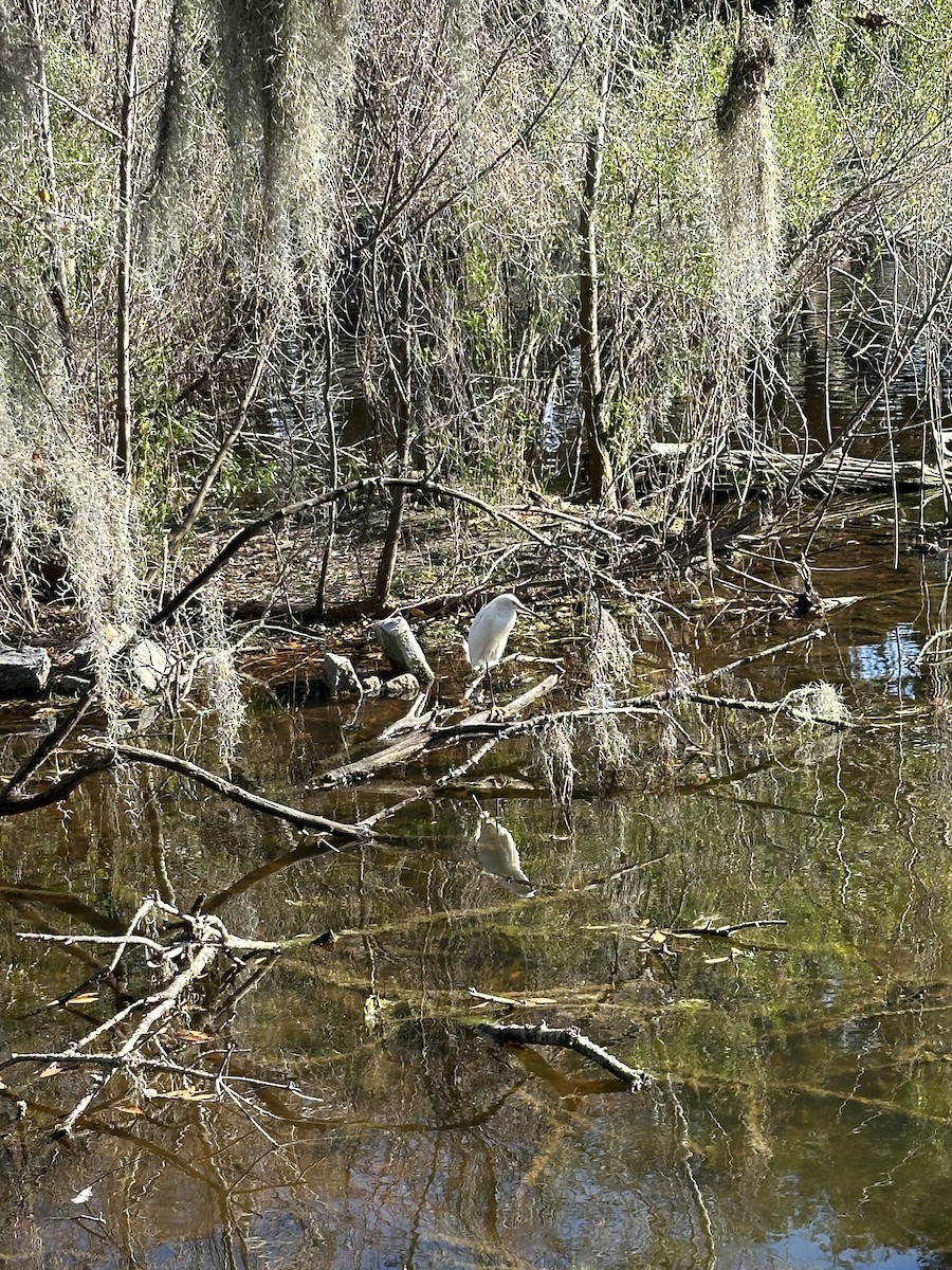 Snowy Egret - ML615123574