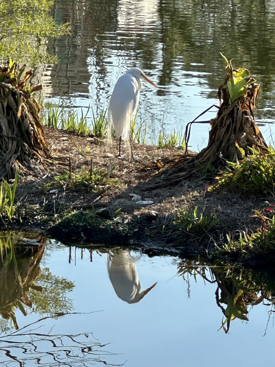 Great Egret - Frank Lenik