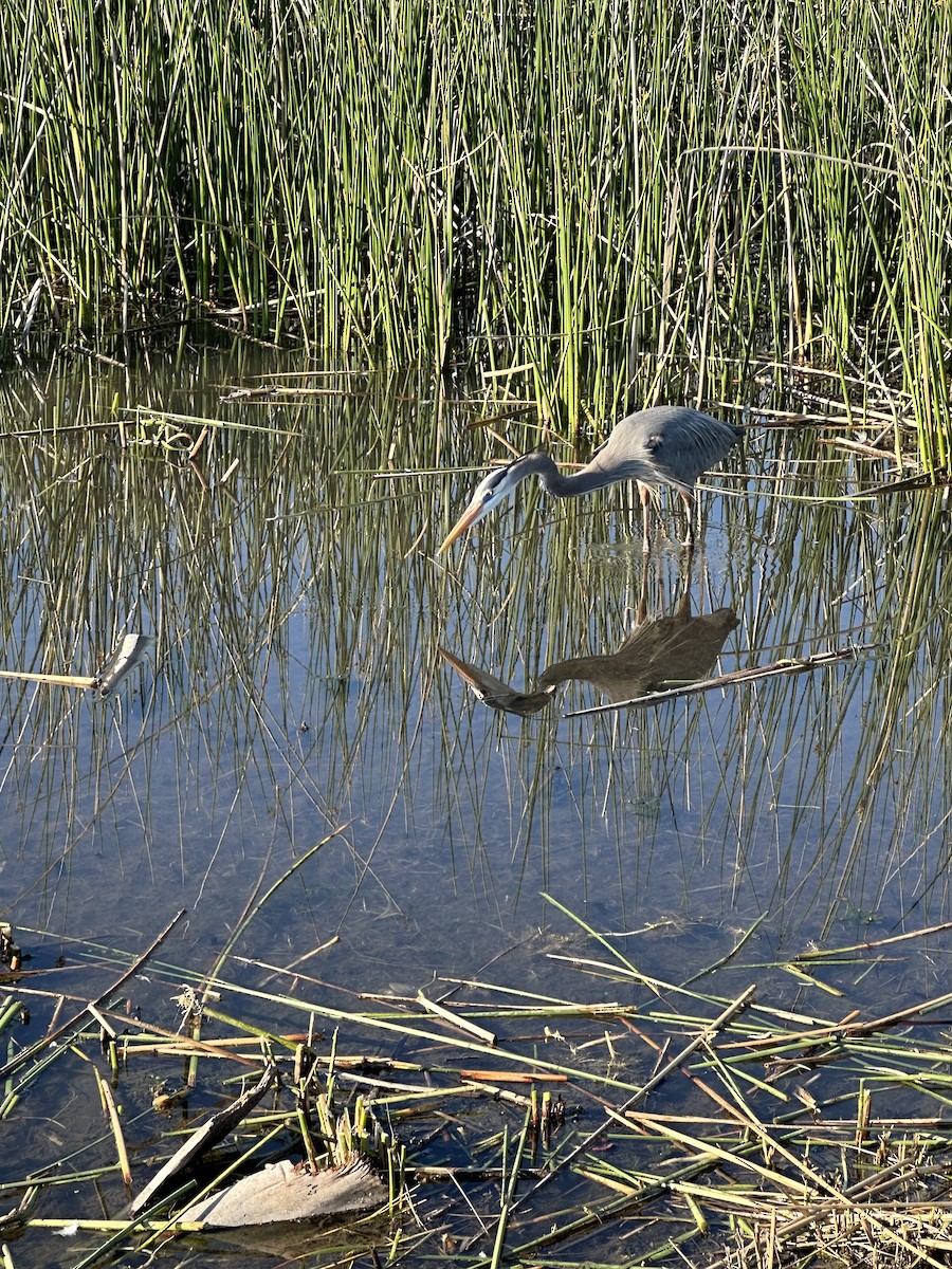 Great Blue Heron - ML615123594