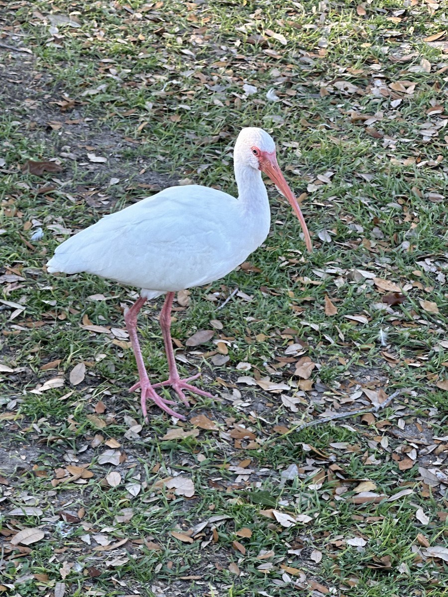 ibis bílý - ML615123597