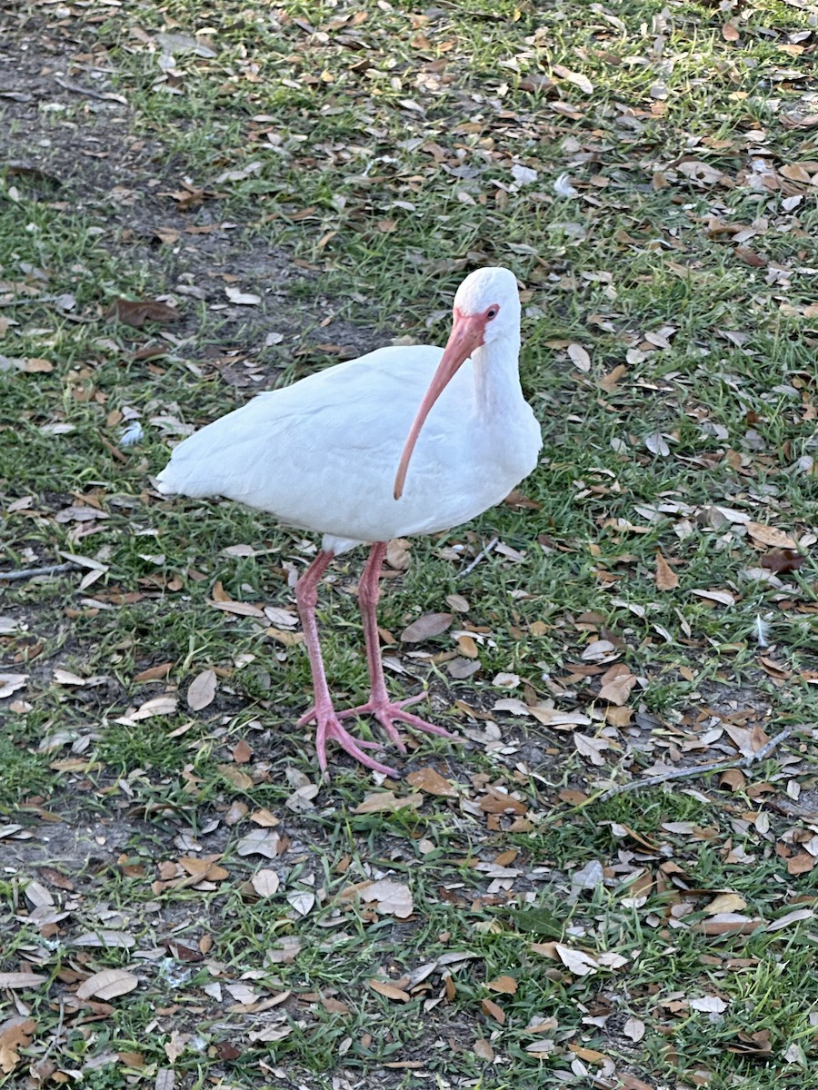 ibis bílý - ML615123598
