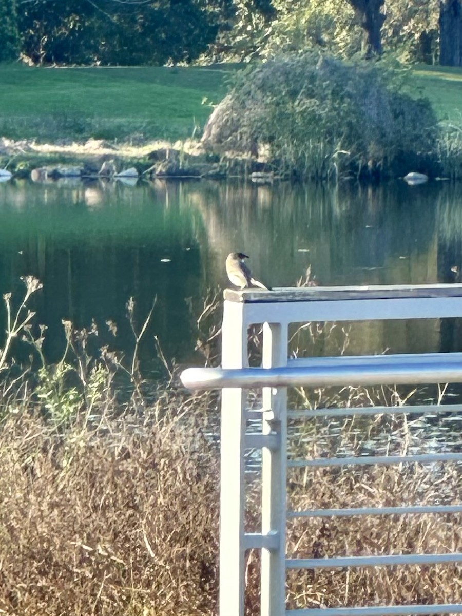 Eastern Phoebe - ML615123602