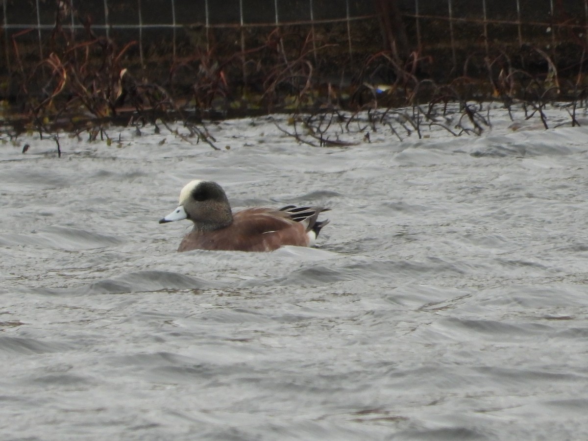 American Wigeon - ML615123605