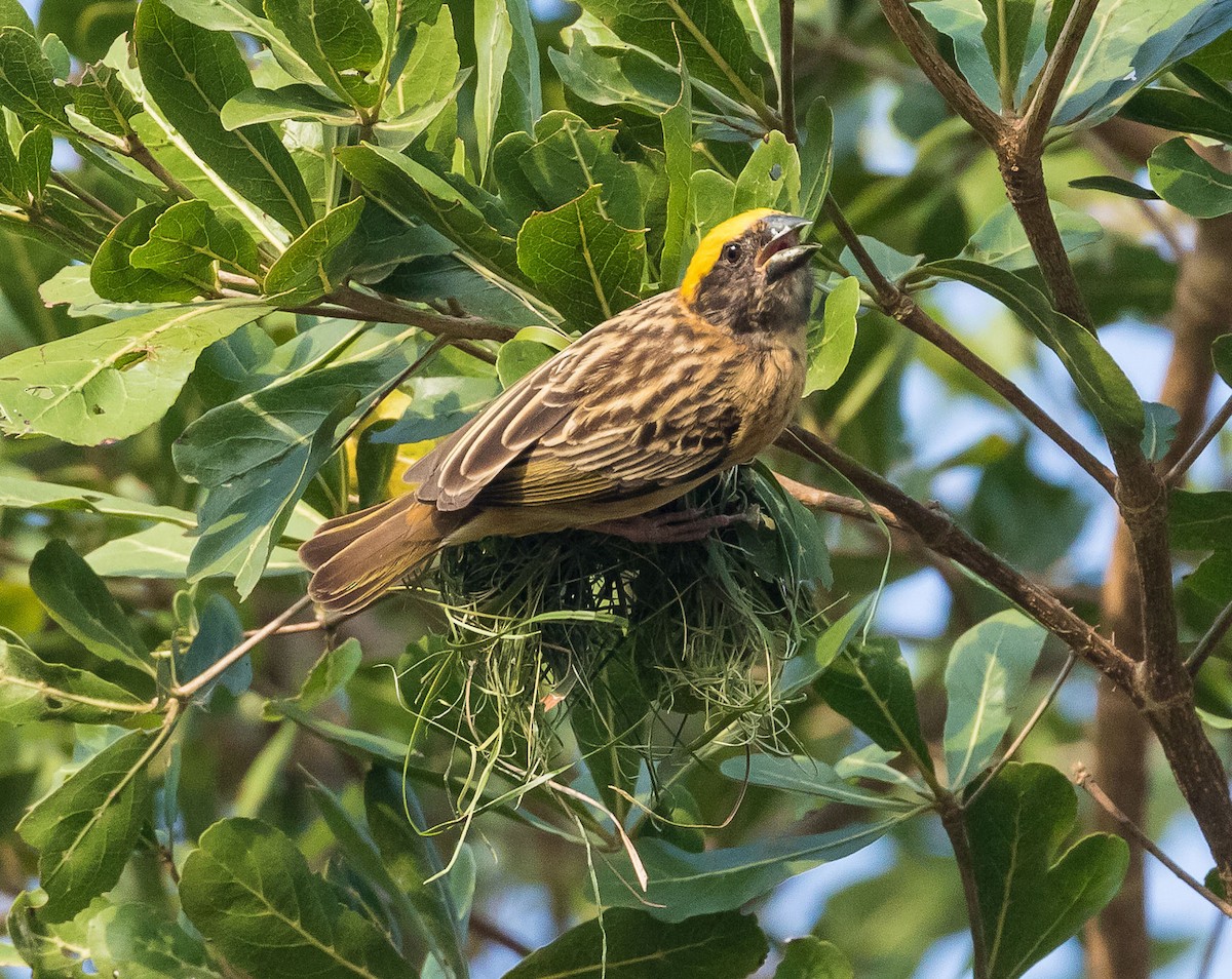 Baya Weaver - ML615123609