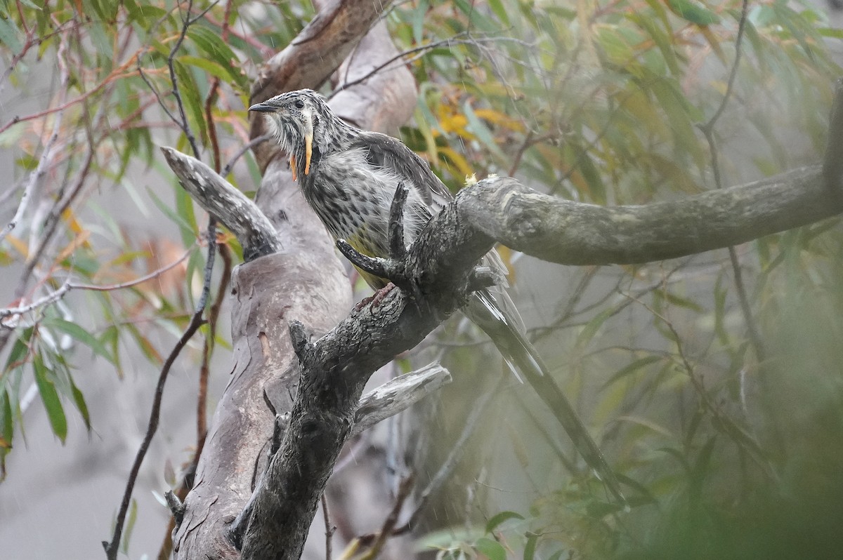 Yellow Wattlebird - ML615123611