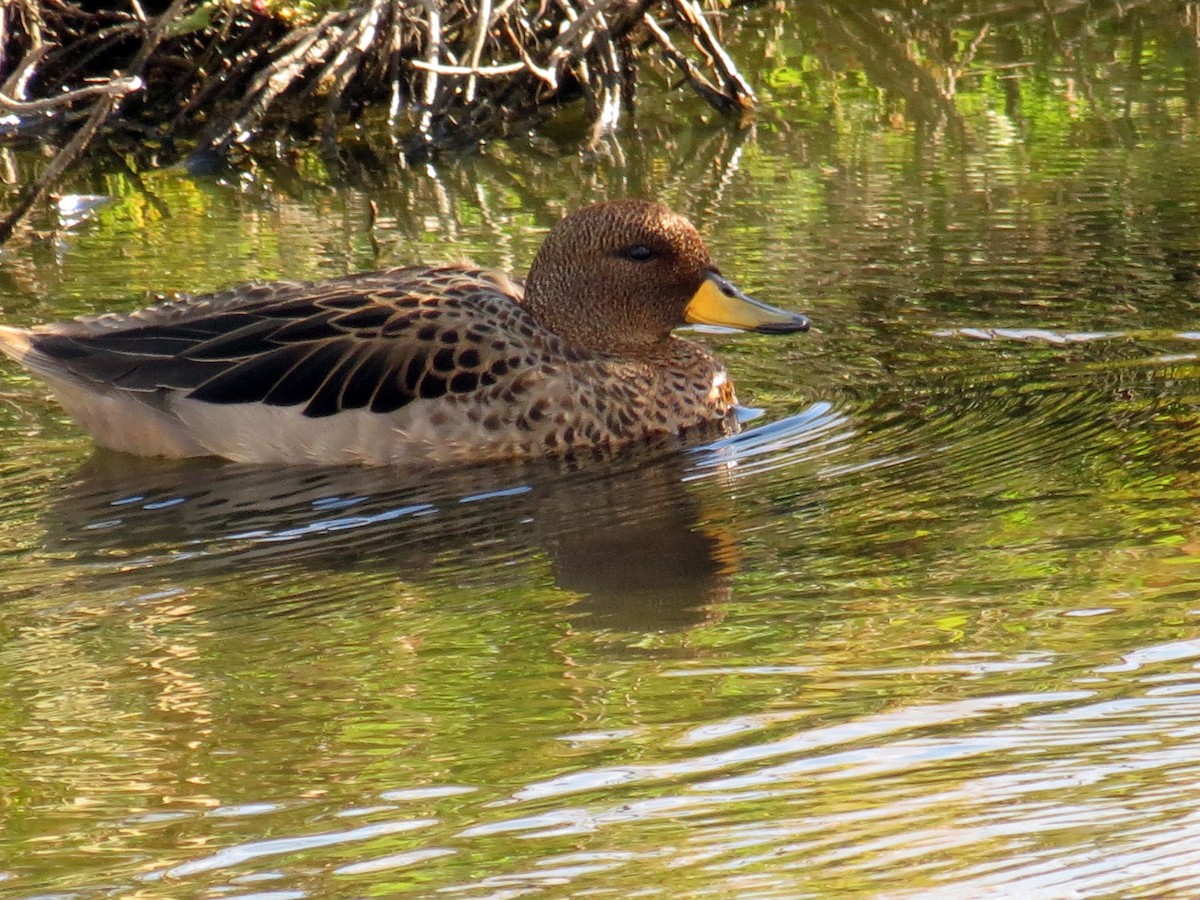 Yellow-billed Teal - ML615123617