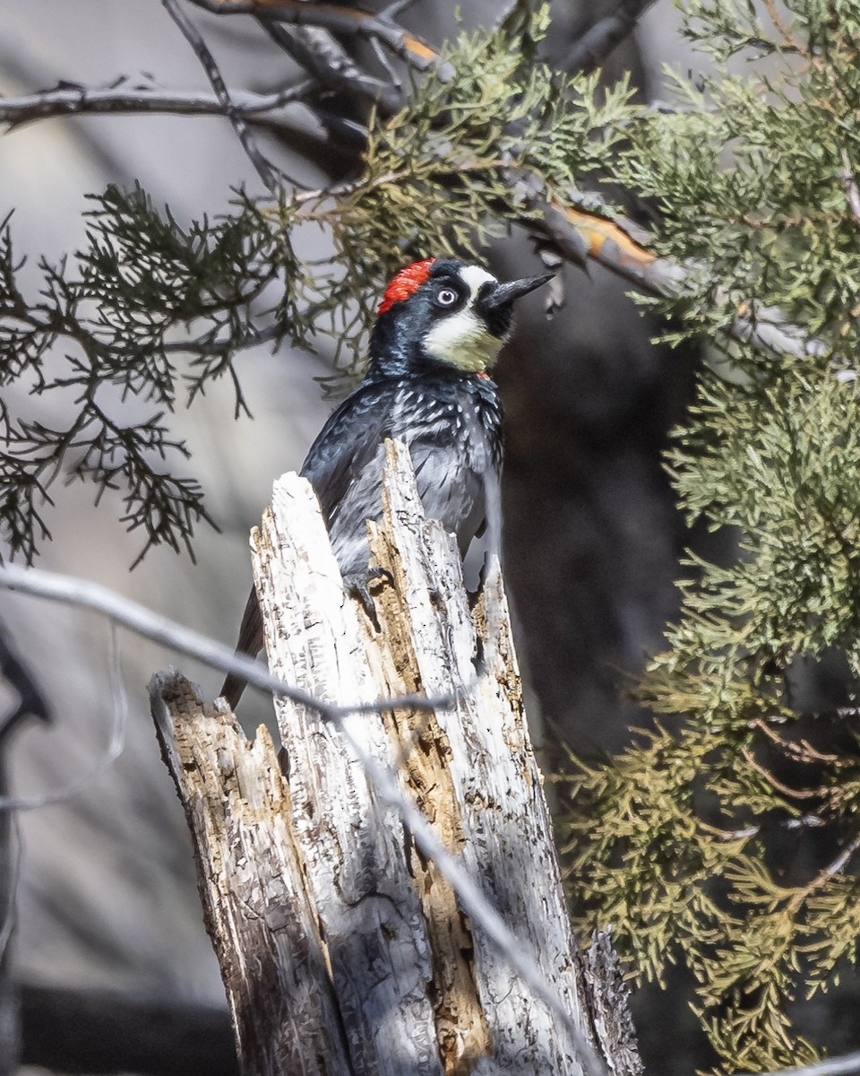 Acorn Woodpecker - Kurt Holz