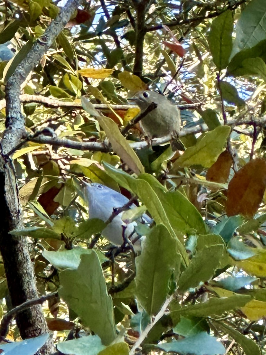 Blue-gray Gnatcatcher - ML615123629