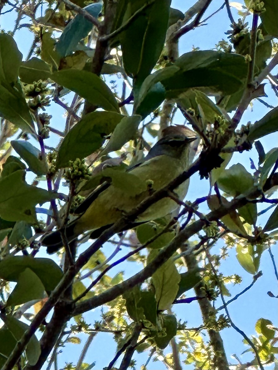 Orange-crowned Warbler - ML615123646