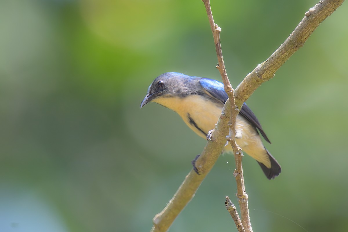 Cambodian Flowerpecker - ML615123673