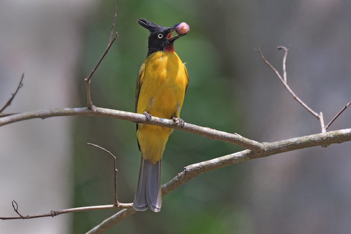 Black-crested Bulbul - ML615123699