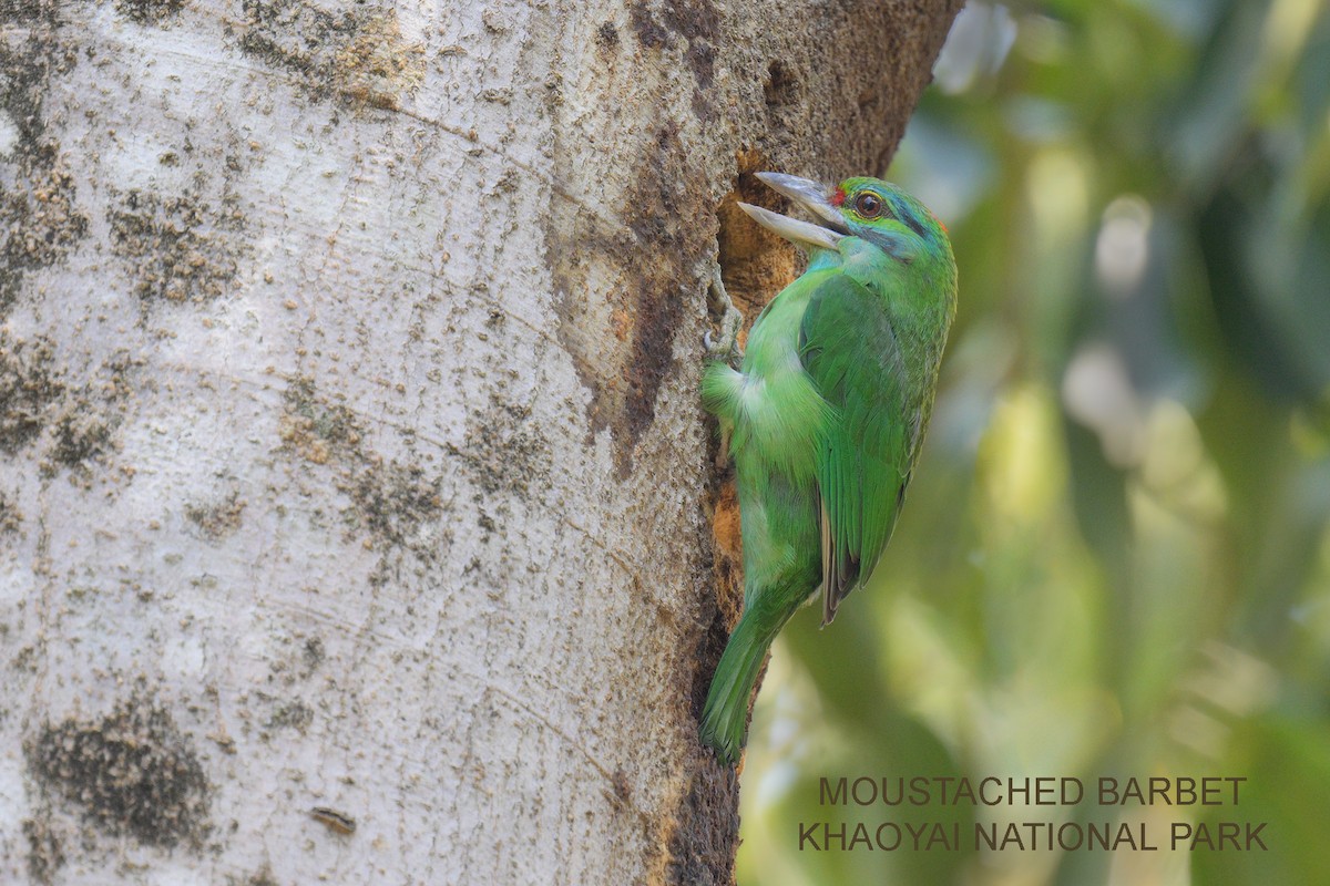 Moustached Barbet - ML615123711