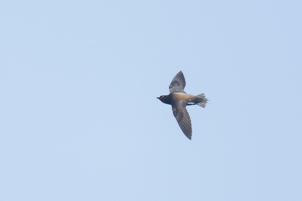 Brown-backed Needletail - ML615123718