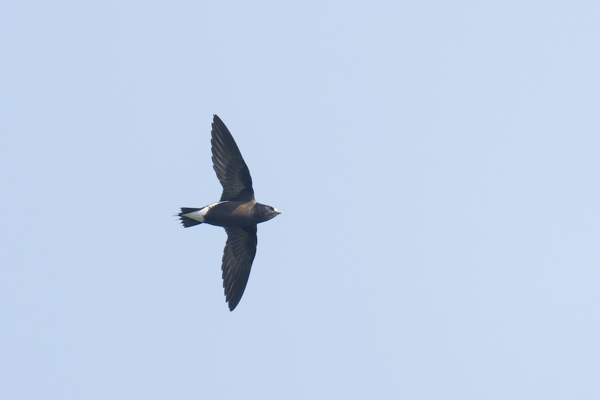 Brown-backed Needletail - ML615123719