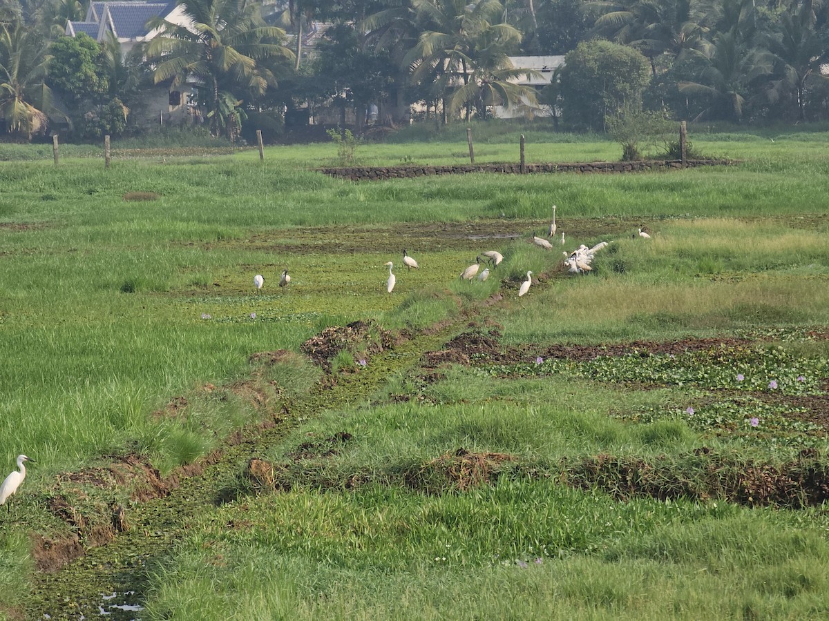 Black-headed Ibis - ML615123725