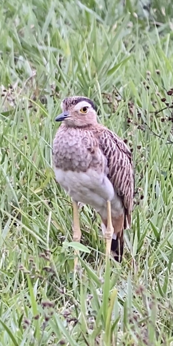 Double-striped Thick-knee - ML615123728