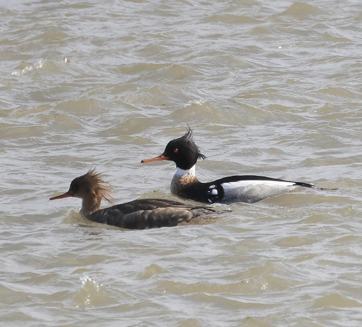 Red-breasted Merganser - ML615123792