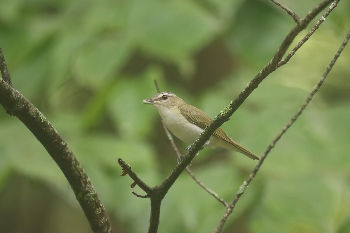 Red-eyed Vireo - Kyle Marchant